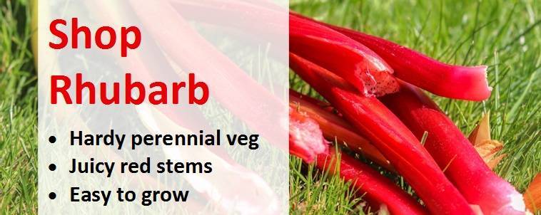 Shop rhubarb